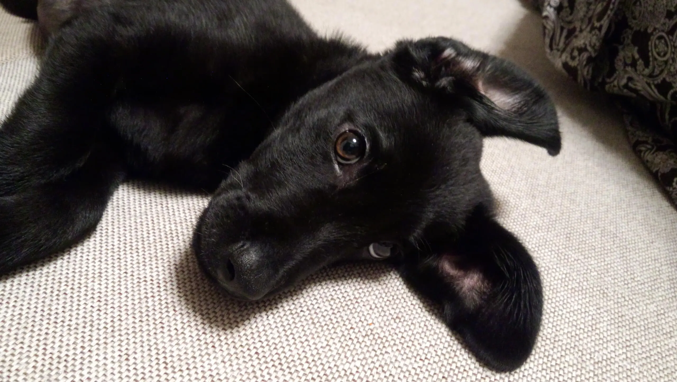 ラブラドールレトリバーは飼いやすい犬種なのか?現役で飼っている飼い主が真実を話す 3 /wp-content/uploads/2018/12/DSC_0010.jpg